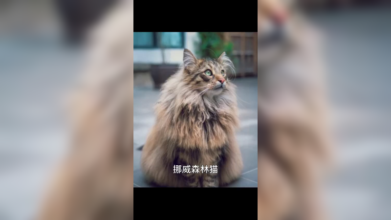 挪威森林猫