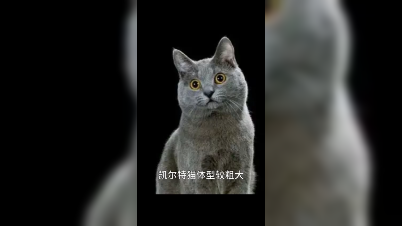 卡尔特猫