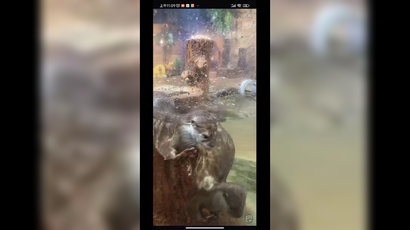 动物园水豚好活泼，龙猫好可爱