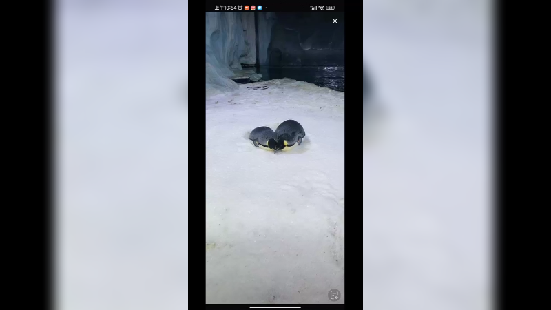 两个企鹅趴着很像一个爱心，秀恩爱啊