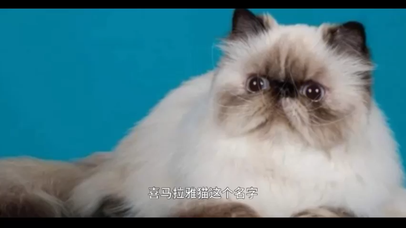 喜马拉雅猫