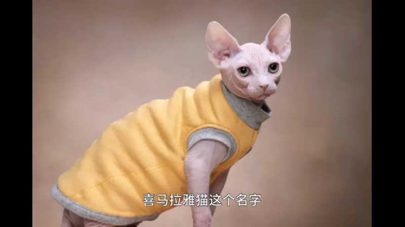 加拿大无毛猫