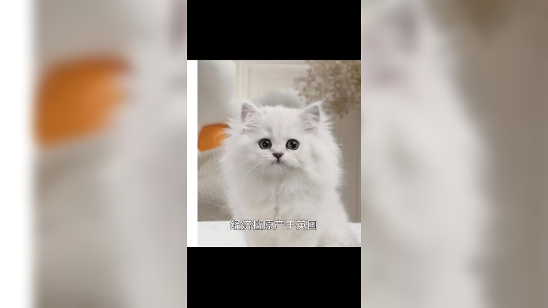 金吉拉
