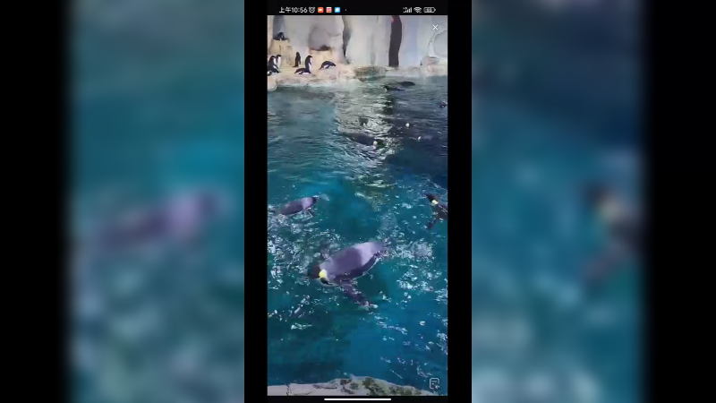 海洋馆的企鹅游泳好悠闲，很安全啊