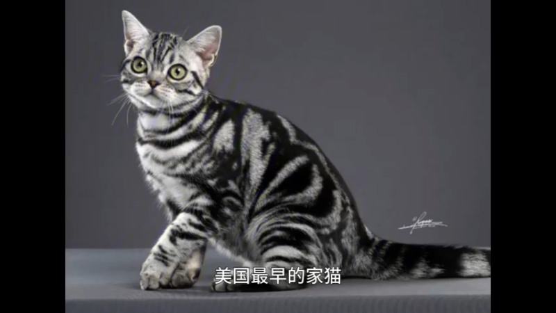 美国短毛猫