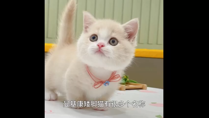 曼基康矮脚猫