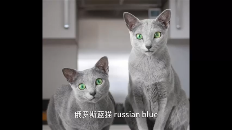 俄罗斯蓝猫