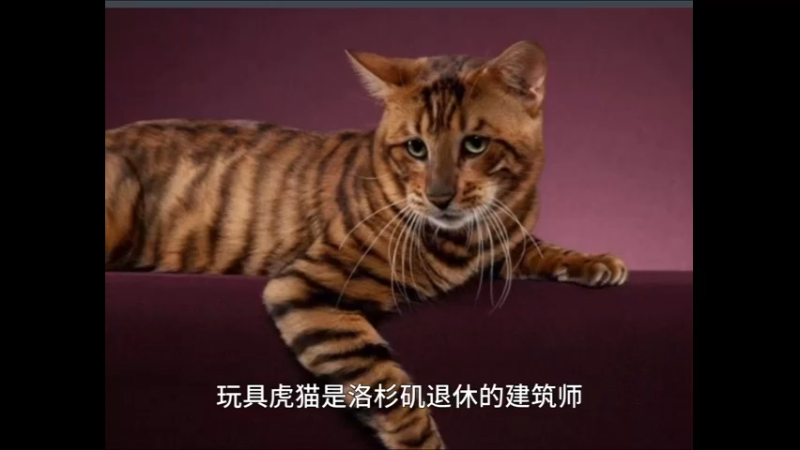 玩具虎猫