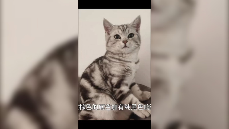 虎斑猫
