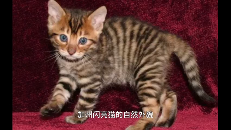 加州闪亮猫