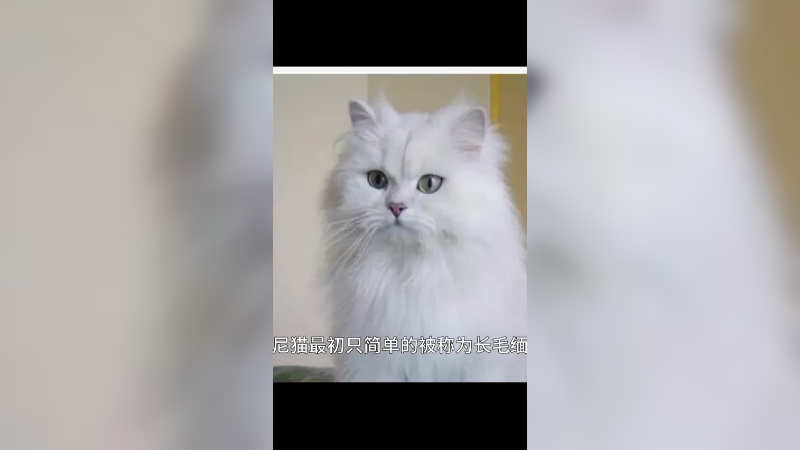 蒂凡尼猫