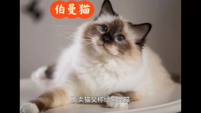 伯曼猫
