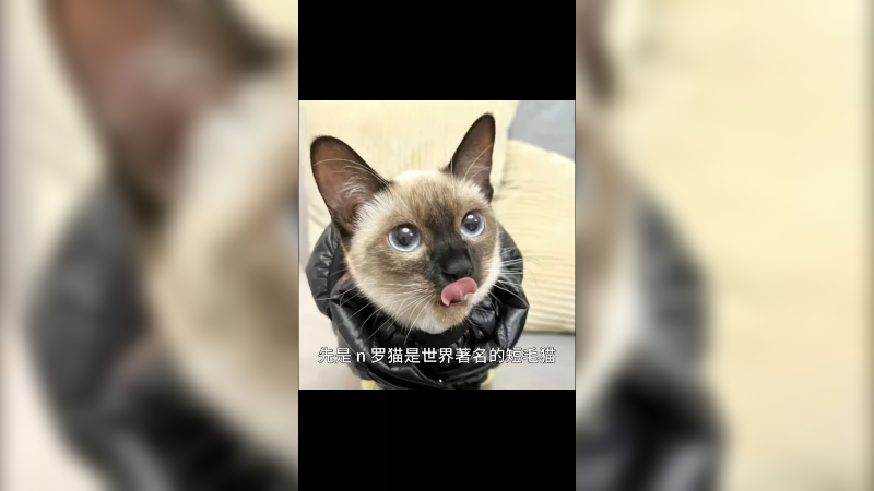 暹罗猫