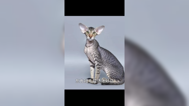 东方短毛猫