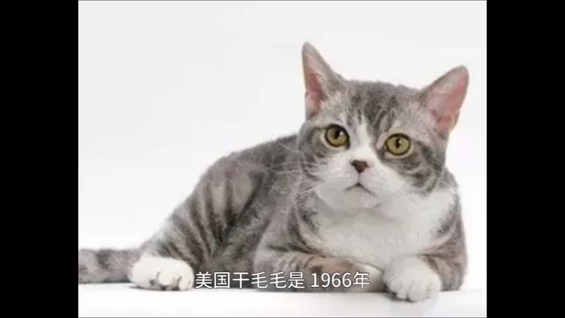美国刚毛猫