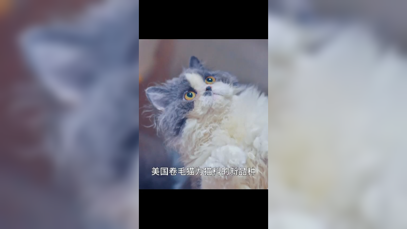 美国卷毛猫