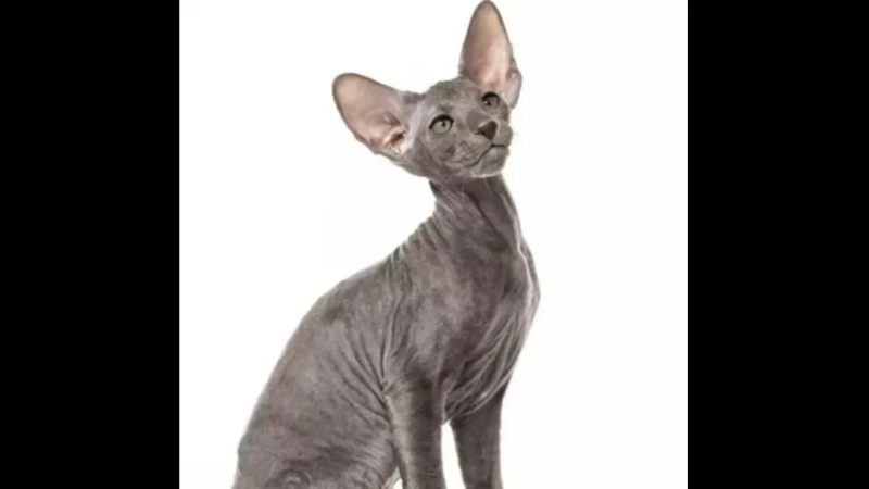 彼得秃猫