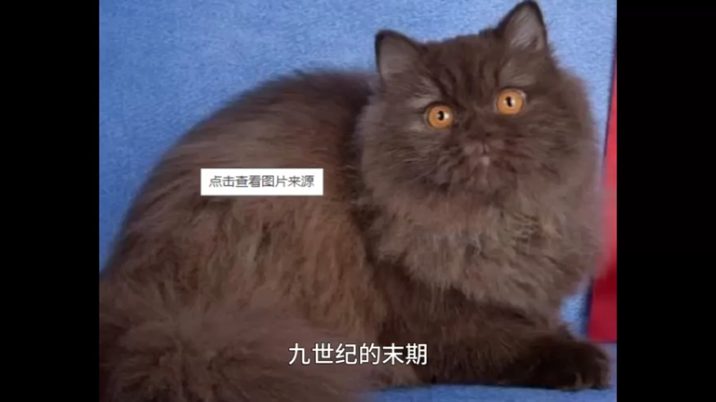 英国长毛猫