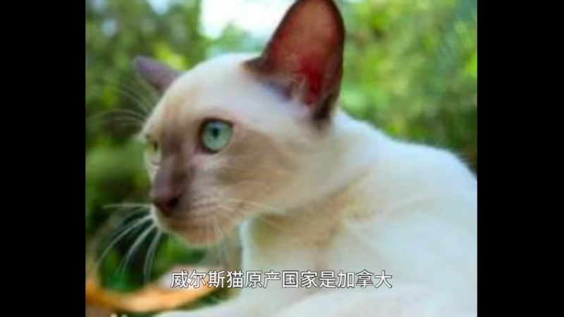 威尔斯猫