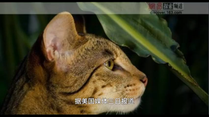 阿瑟拉猫