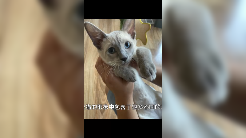 雪鞋猫