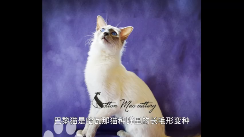 巴厘猫