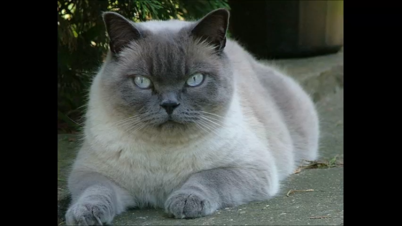 东奇尼猫