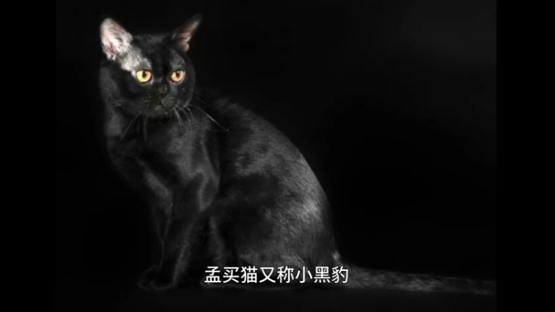 孟买猫