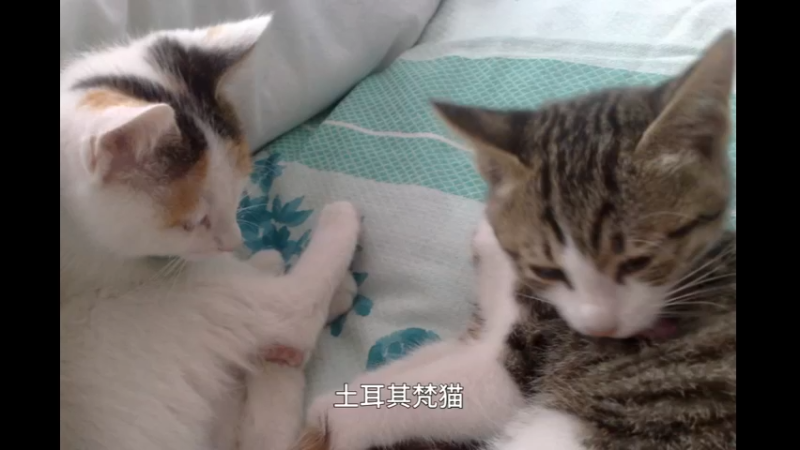 土耳其梵猫