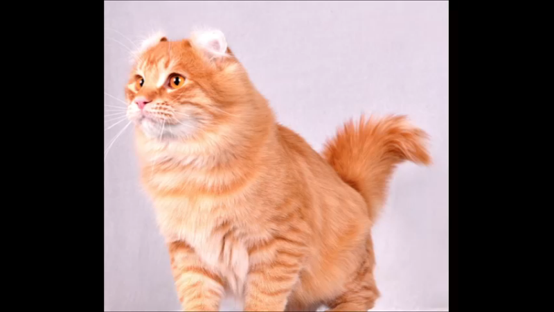 美国卷耳猫