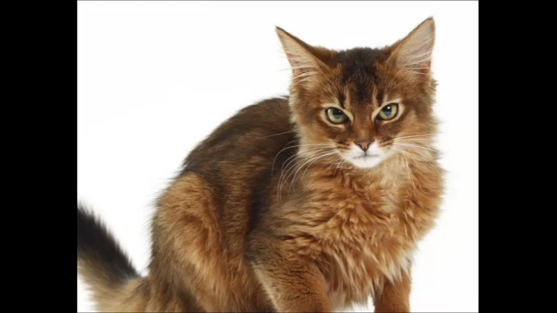 索马里猫