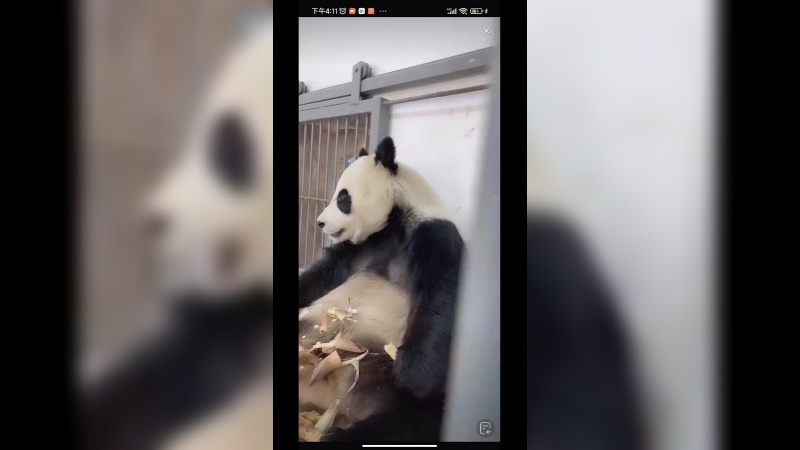 大熊猫好聪明，吃完就去找小姐姐拿竹笋吃