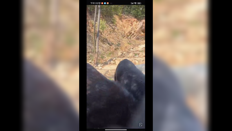 白色的北极狼，不说还以为是狗呢，挺好看