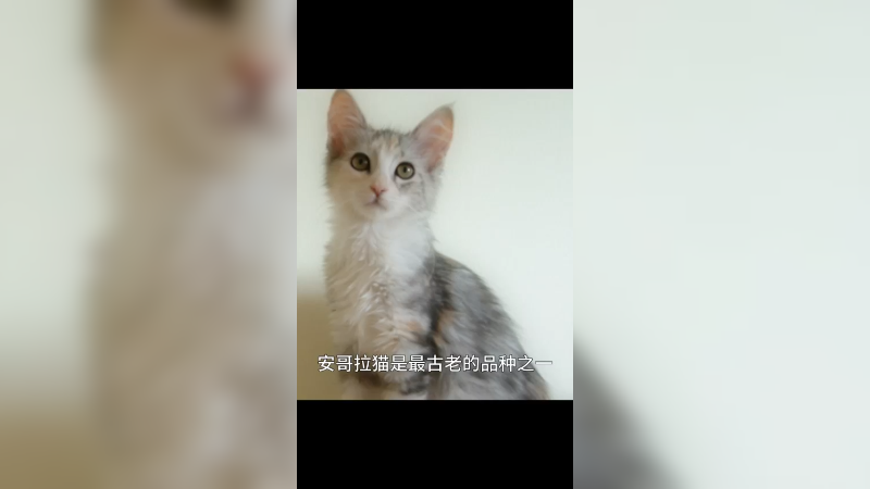 安哥拉猫