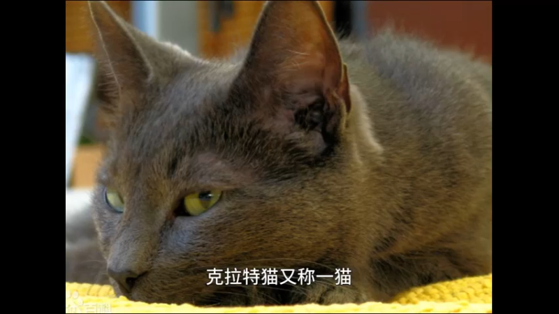 科拉特猫