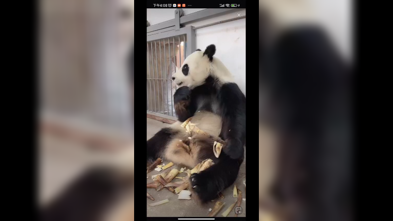 大熊猫吃竹笋吃的嘎嘣脆，好香啊