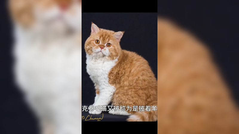 塞尔凯克卷毛猫