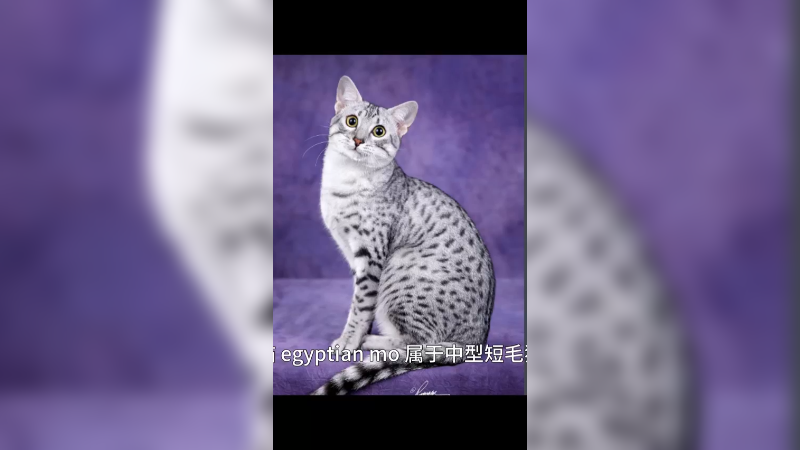 埃及猫