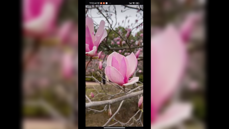 粉色的花朵真好看，好粉嫩