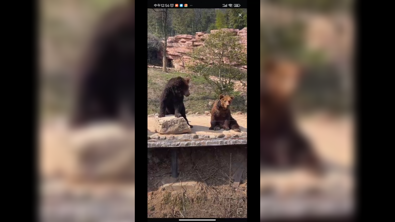 五只棕熊卖萌混吃的，从左到右两对夫妻，最右边是单身