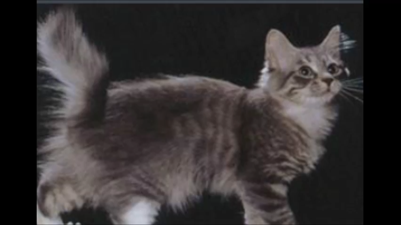 美国短尾猫