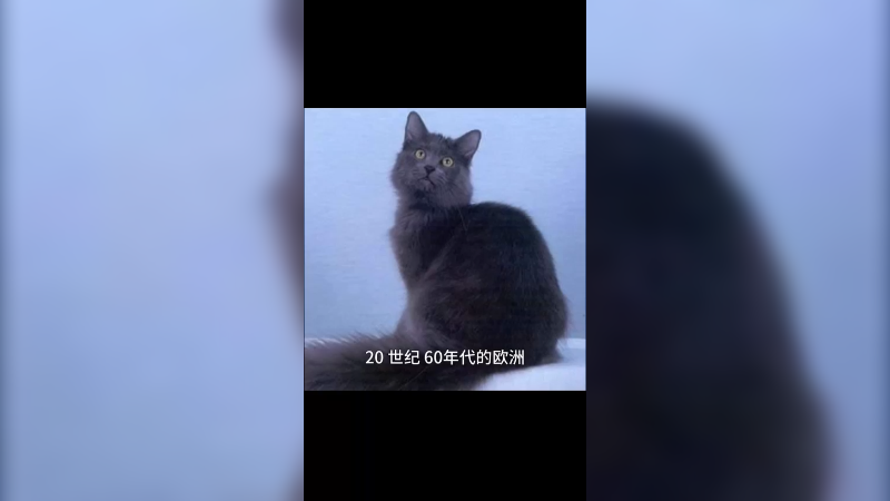 内华达猫