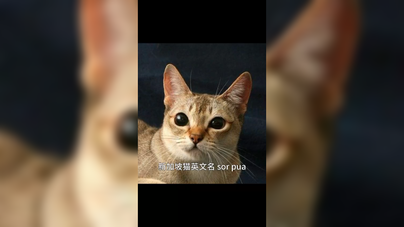 新加坡猫