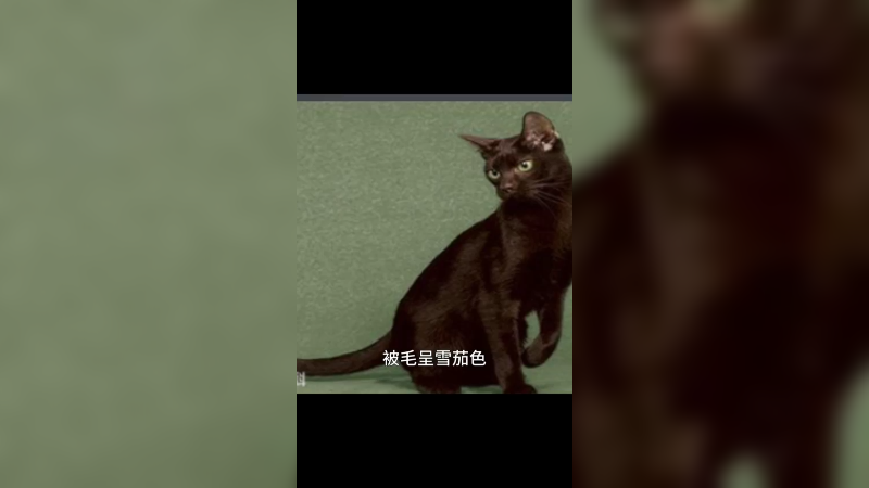 哈瓦那猫