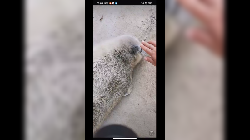 小海豹还没有退毛，看起来没斑点