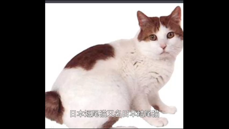 日本短尾猫