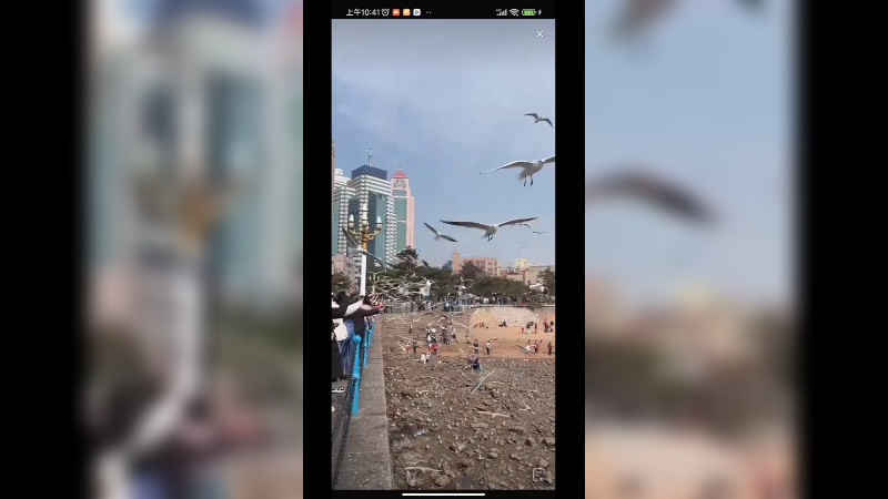 很多人在青岛喂海鸥，真热闹啊