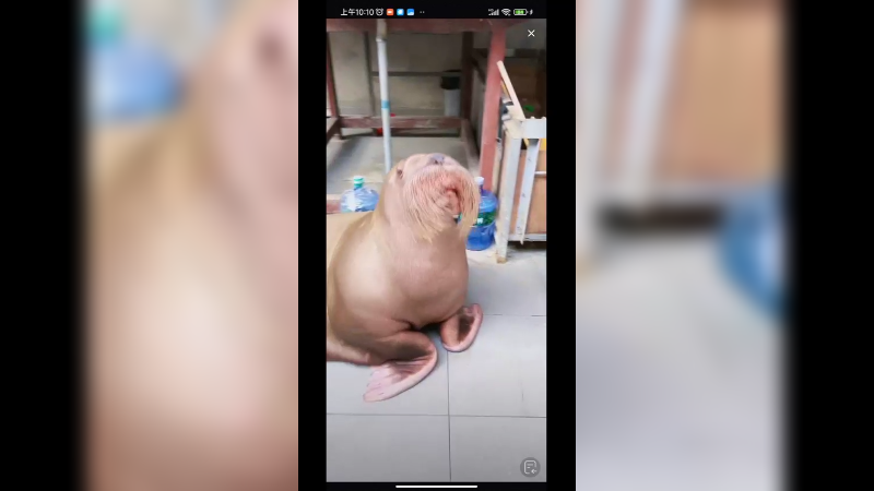 海象智商很高啊，还听得懂人话