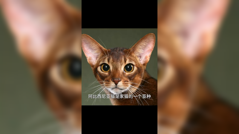 阿比西尼亚猫