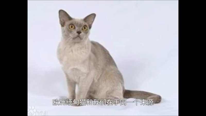 欧洲缅甸猫